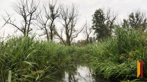 В Воронежской области утвердили береговые линии 12 водоемов