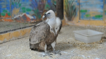 Птиц в Воронежском зоопарке поселят в новых вольерах