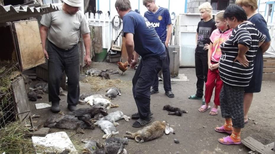 В терновском селе на трех подворьях неизвестные животные растерзали около 80 кроликов