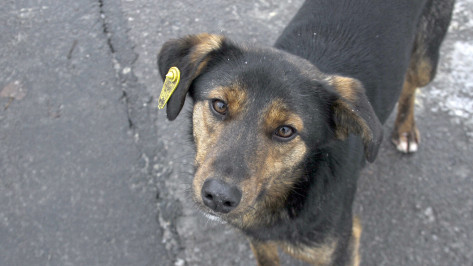 Жители воронежского ЖК создали петицию об их защите от бродячих собак