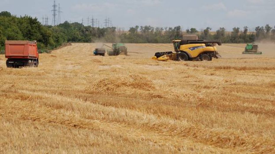 Россошанские аграрии завершили уборку озимой пшеницы