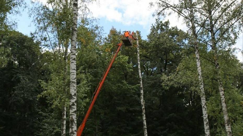 В Центральном парке Воронежа начали вырубку аварийных деревьев