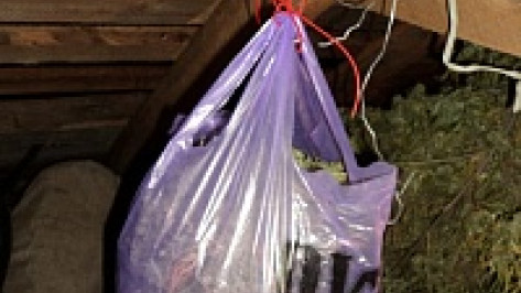 За хранение трех килограммов марихуаны воронежец получил 3,5 года колонии