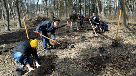 Волонтеры помогли с восстановлением дендропарка Воронежского заповедника