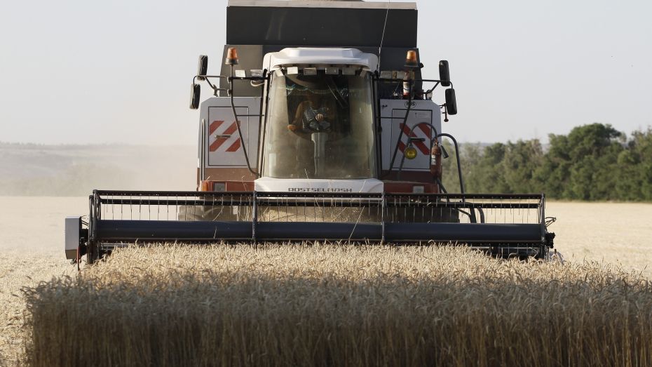 Урожай зерновых в Воронежской области превысил 5 млн тонн