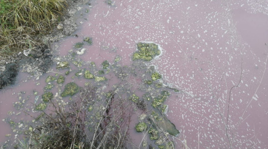 Эксперты назвали розовые жидкие отходы возле воронежского села малоопасными