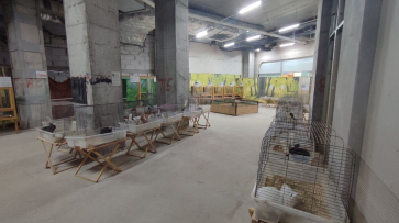 Воронежцы пожаловались на работу зооярмарки, где животные содержались в ужасных условиях