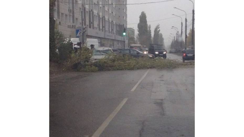 Аварийное дерево упало на машину в Воронеже
