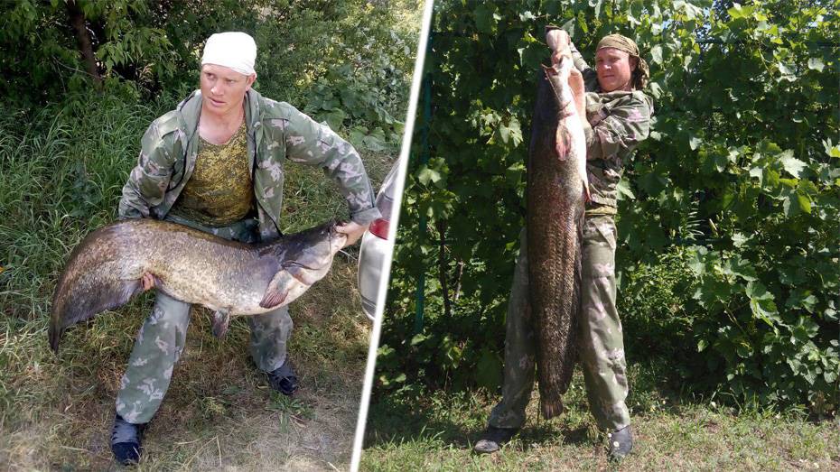 Житель Петропавловского района в реке Дон поймал сомов весом 30 и 32 кг