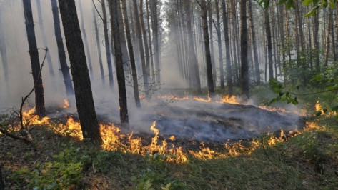 Воронежская область проведет реформу управления лесным хозяйством