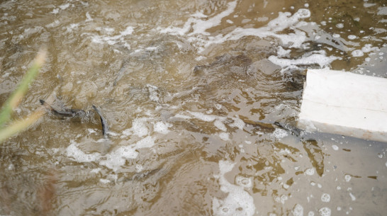 В Воронежское водохранилище выпустили 100 тыс мальков сазана и толстолобика