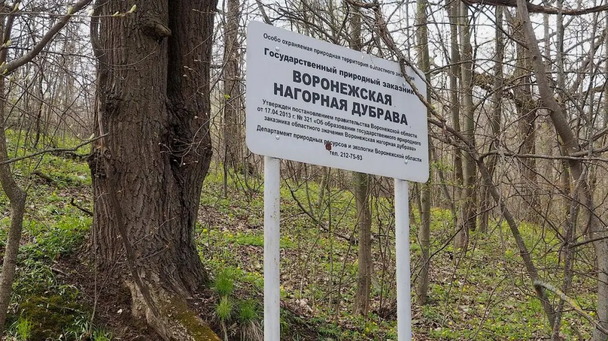 Санитарная рубка началась в воронежской Нагорной дубраве