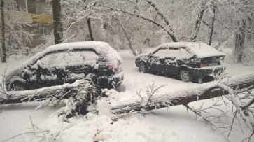 В Воронеже сильный снегопад повалил 59 деревьев