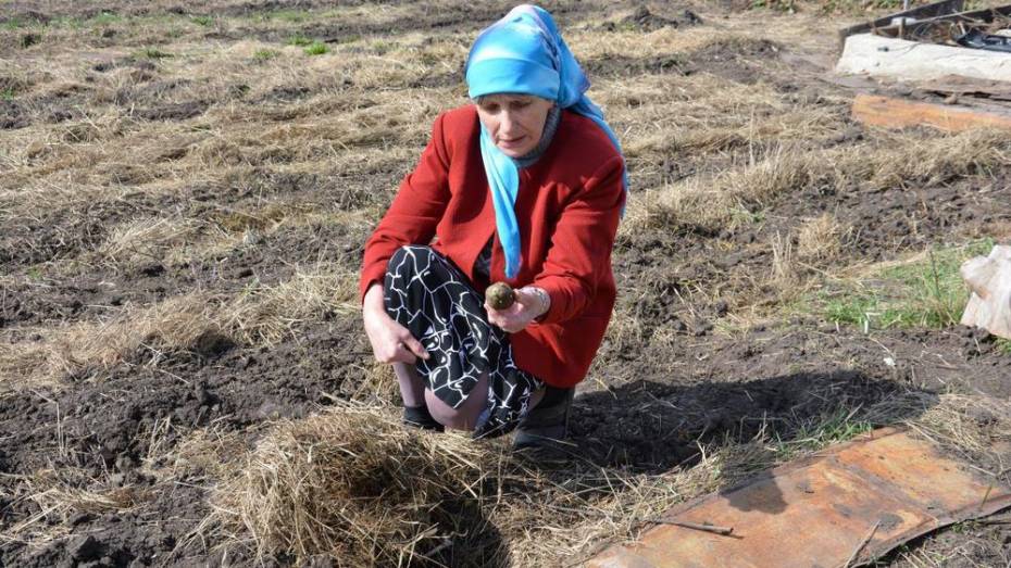 Поворинская огородница освоила шумерскую технологию земледелия