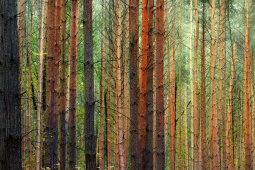 Северный лес в Воронеже объявили памятником природы