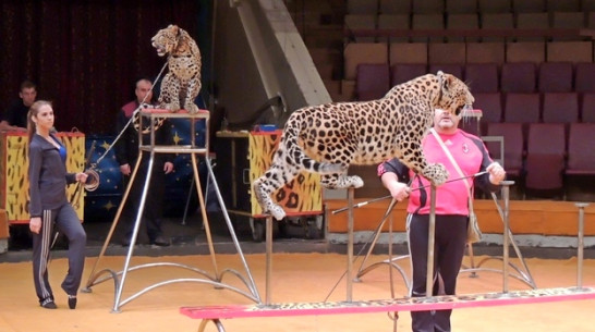 Воронежцам покажут знаменитый аттракцион «Леопарды на свободе» 