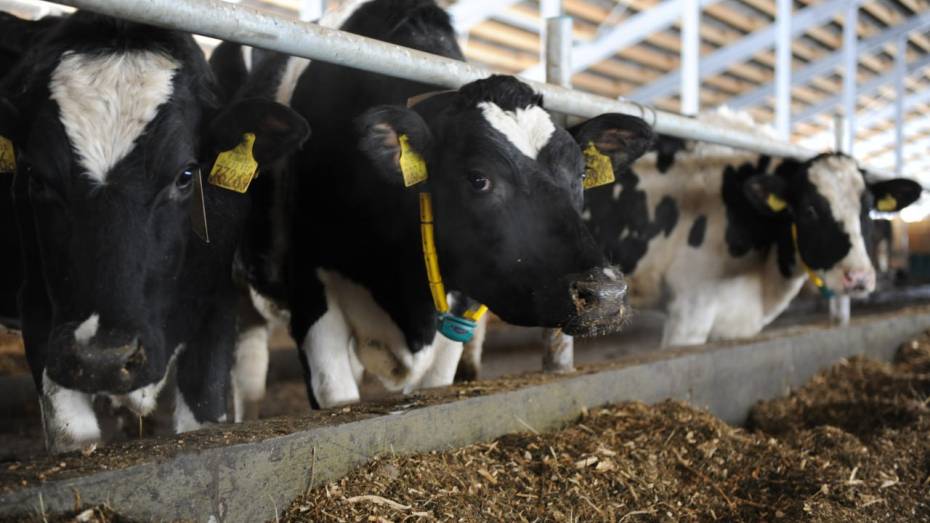 На фермах Воронежской области с начала 2024 года произвели 500 тыс тонн молока