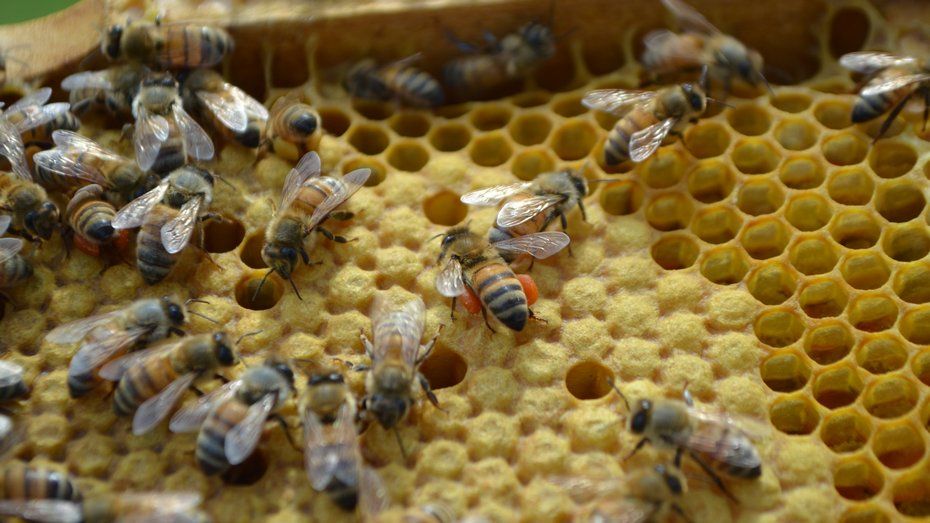 Региональное собрание пчеловодов пройдет в павловском селе Лосево