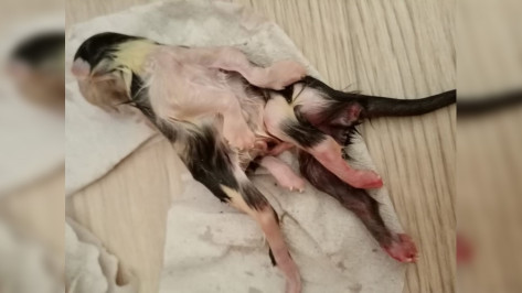 В селе Воронежской области 2-й раз за год родился котенок-мутант