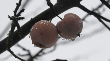 Погодные «качели» спрогнозировали в Воронежской области в конце ноября