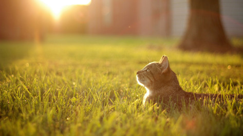 С жаркой погоды начнется последняя рабочая неделя мая в Воронеже