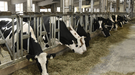 Кабмин направит 84 млн рублей на модернизацию предприятий воронежского АПК