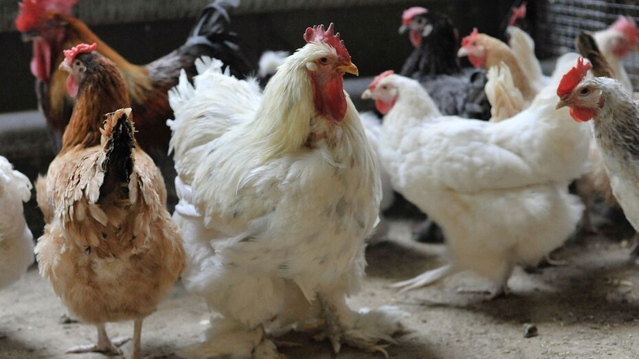 Воронежских фермеров предупредили о новой угрозе вспышки птичьего гриппа