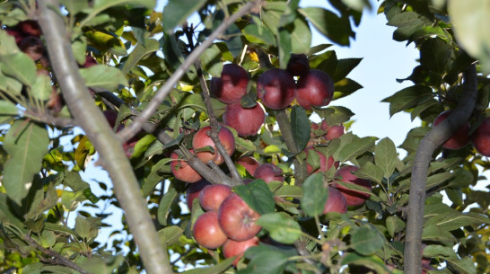 Площадь органических яблоневых садов в Воронежской области достигла 336 га