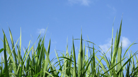 От укусов клещей пострадали более 1,8 тыс жителей Воронежской области