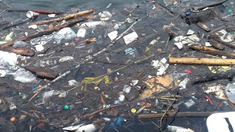 Воронежцы сообщили о гибели рыбы в озере на Минской