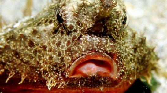 В Воронежском океанариуме поселилась рыба с губами как у Анджелины Джоли