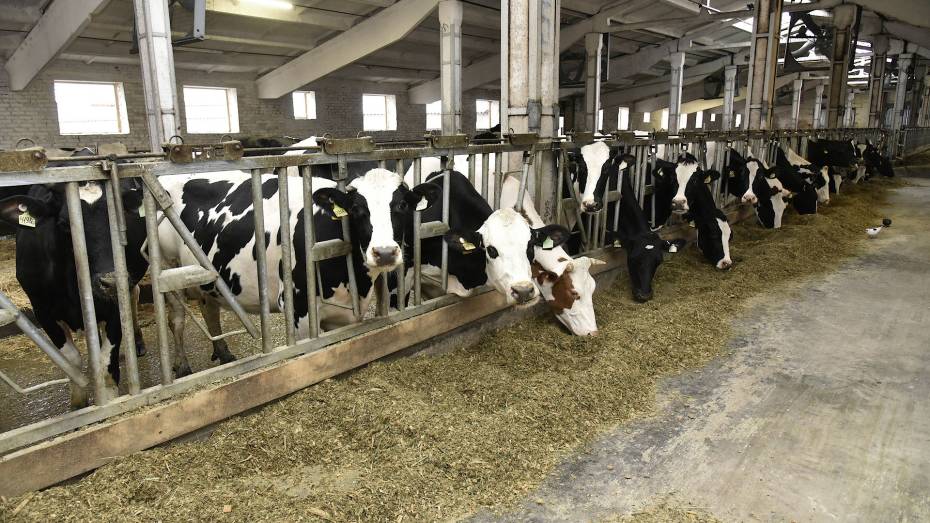 В Воронежской области произвели более 360 тыс т молока за 5 месяцев
