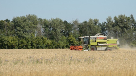 Воронежские хлеборобы намолотили 3 млн тонн зерновых