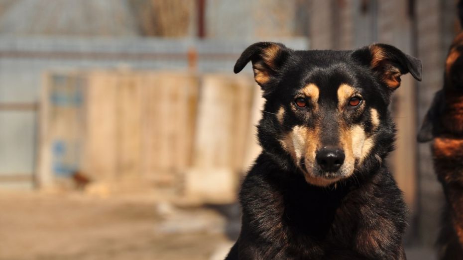 Воронежские зоозащитники попросили питьевую воду для животных приюта