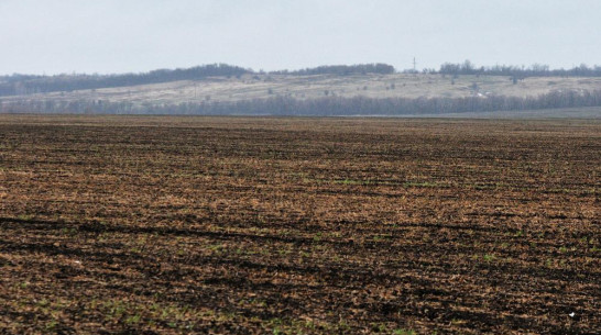 Немецких инвесторов намерена привлечь в сельское хозяйство Воронежская область 