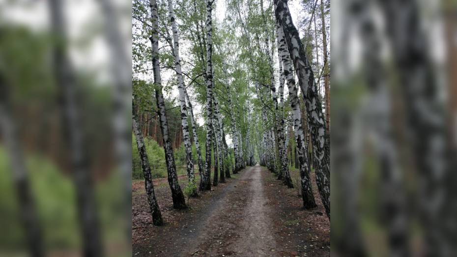 Воронежцы пожаловались на вырубку березовой аллеи в 2 км в Отрожке