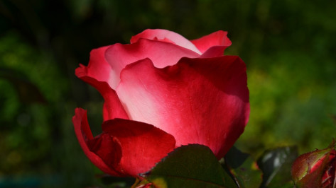 В Воронеже два подростка украли из павильона 40 роз для знакомых