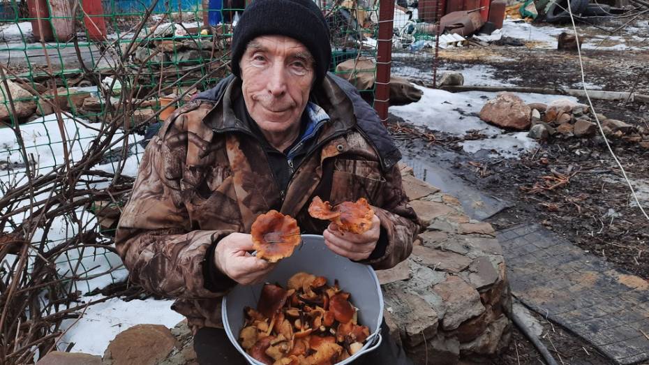 В поселке Подгоренский в феврале выросли луговые опята