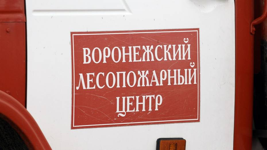 Запрет на посещение лесов в Воронежской области продлят до 6 сентября