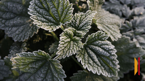 На выходных воронежцев ожидают заморозки