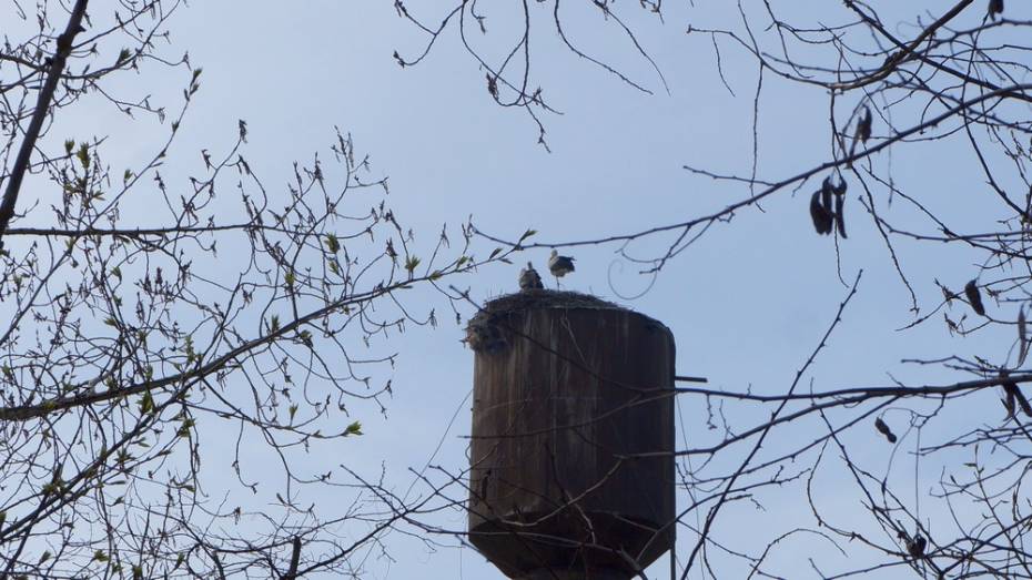В верхнемамонском селе аисты вернулись в покинутое после гибели птенца гнездо
