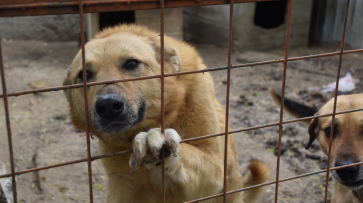 Кантемировцам предложили помочь россошанскому приюту для собак