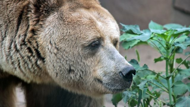 Пожилой медведь Воронежского зоопарка впервые вышел на прогулку