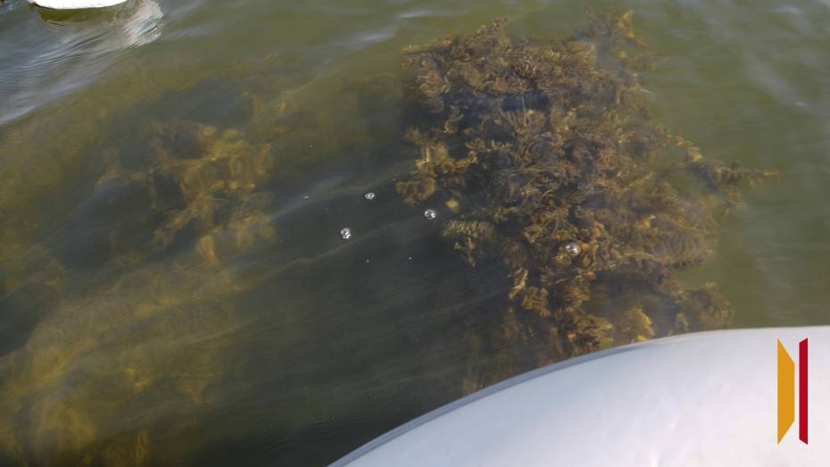 В Воронежском водохранилище 6 августа утонул мужчина