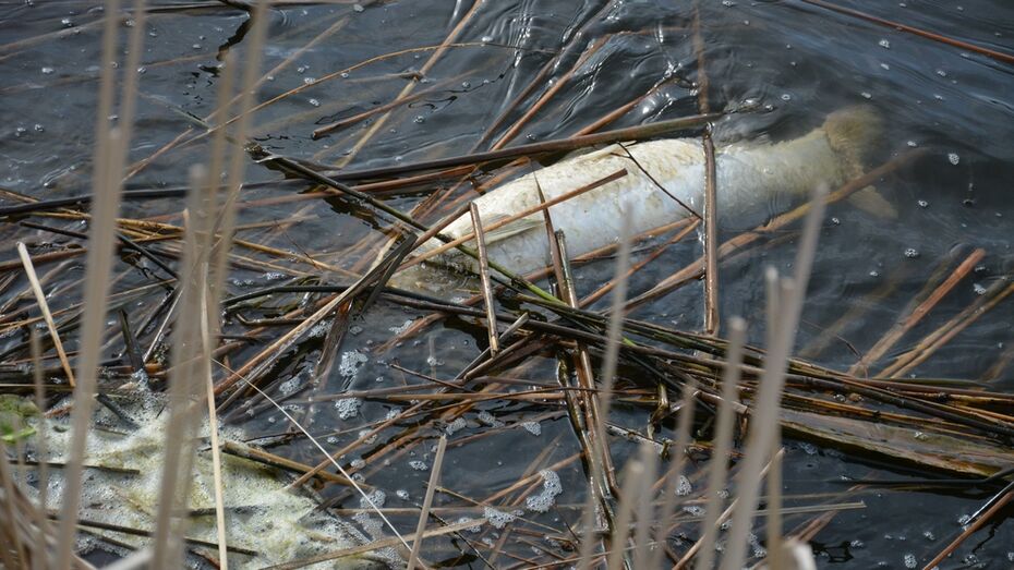 Жители Острогожска сообщили о массовой гибели рыбы в городском озере
