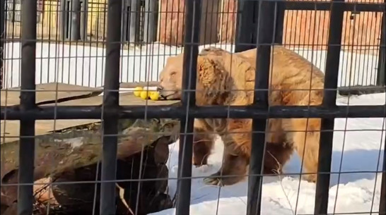 Медведи в Воронежском зоопарке вышли из зимней спячки