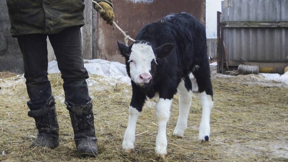 В острогожском селе Петренково ввели карантин по бешенству из-за теленка
