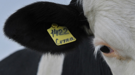 Воронежская область получит 62 млн рублей на развитие животноводства