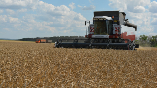 В Нижнедевицком районе ранние зерновые убрали на половине площадей