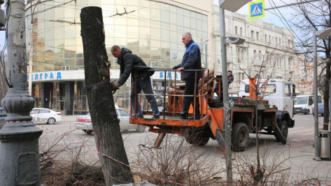 На проспекте Революции в Воронеже начали спиливать аварийные деревья